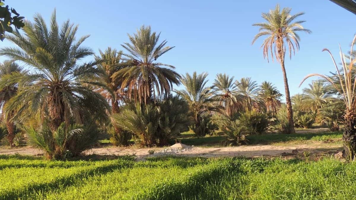 Campagne de plantation 2024 — 500 palmiers replantés