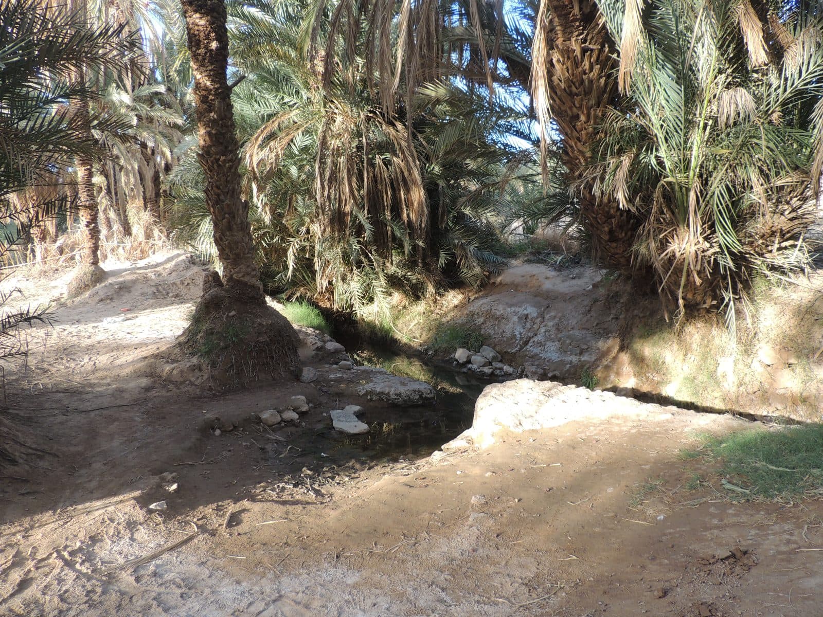 Tighremt — village et palmeraie 55