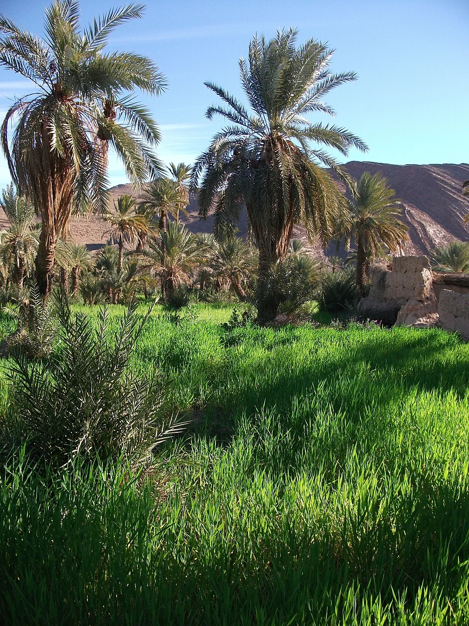 Oasis de Tata